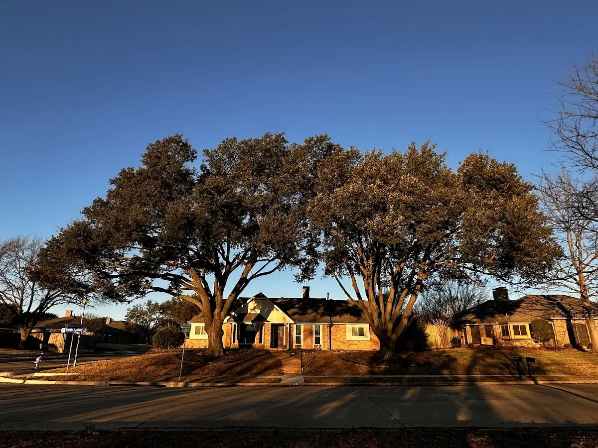 Established residential canopy tree shading a home in Whaleyville
